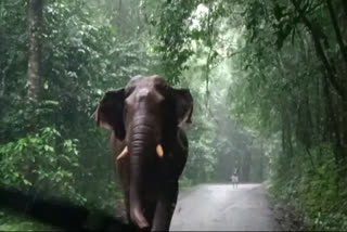 WILD TUSKER KABALI  WILD ELEPHANT ATTACK  ELEPHANT ATTACK IN ATHIRAPPILLY  ആംബുലൻസിന് നേരെ കാട്ടാന ആക്രമണം