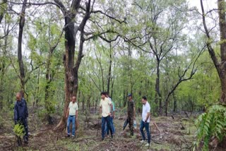 Forest department increased patrolling under Operation Monsoon