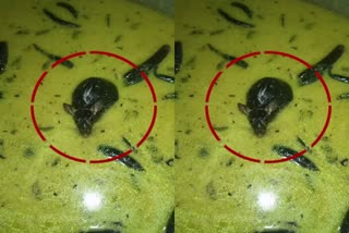 Rat In Chutney At JNTU Campus