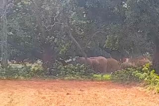 Elephants In Lohardaga