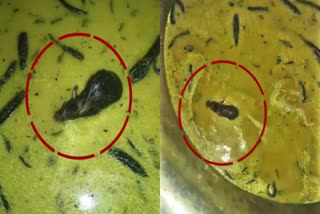 rat_in_chutney_at_jntu_campus-_sangareddy