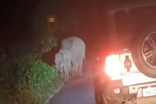 A herd of elephants came on the national highway