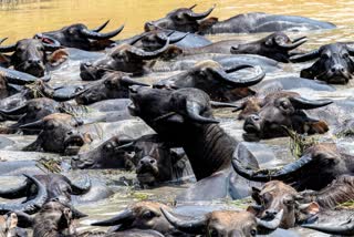 13 BUFFALOES DIED IN LIGHTNING