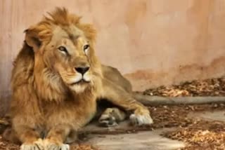 Lion Attack on Keeper