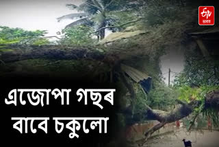 A 200-year-old tree fell uprooted at Baniakusi in Tihu