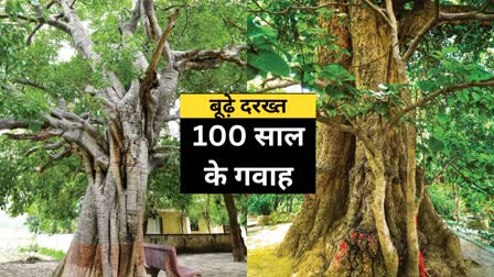 Yogi government will preserve trees more than 100 years old in Uttar Pradesh