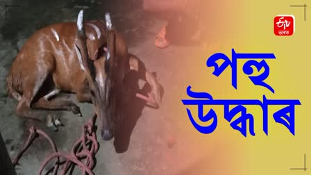 injured barking deer was rescued by locals of tinsukia and given first aid