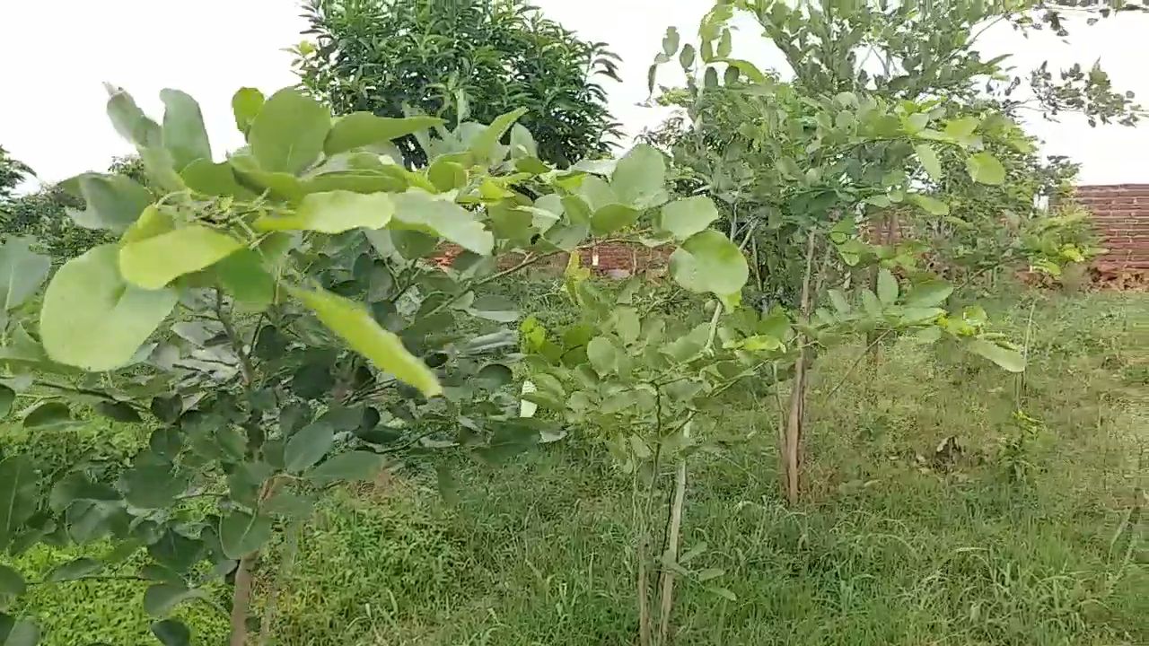 Sandalwood Plant In Patna