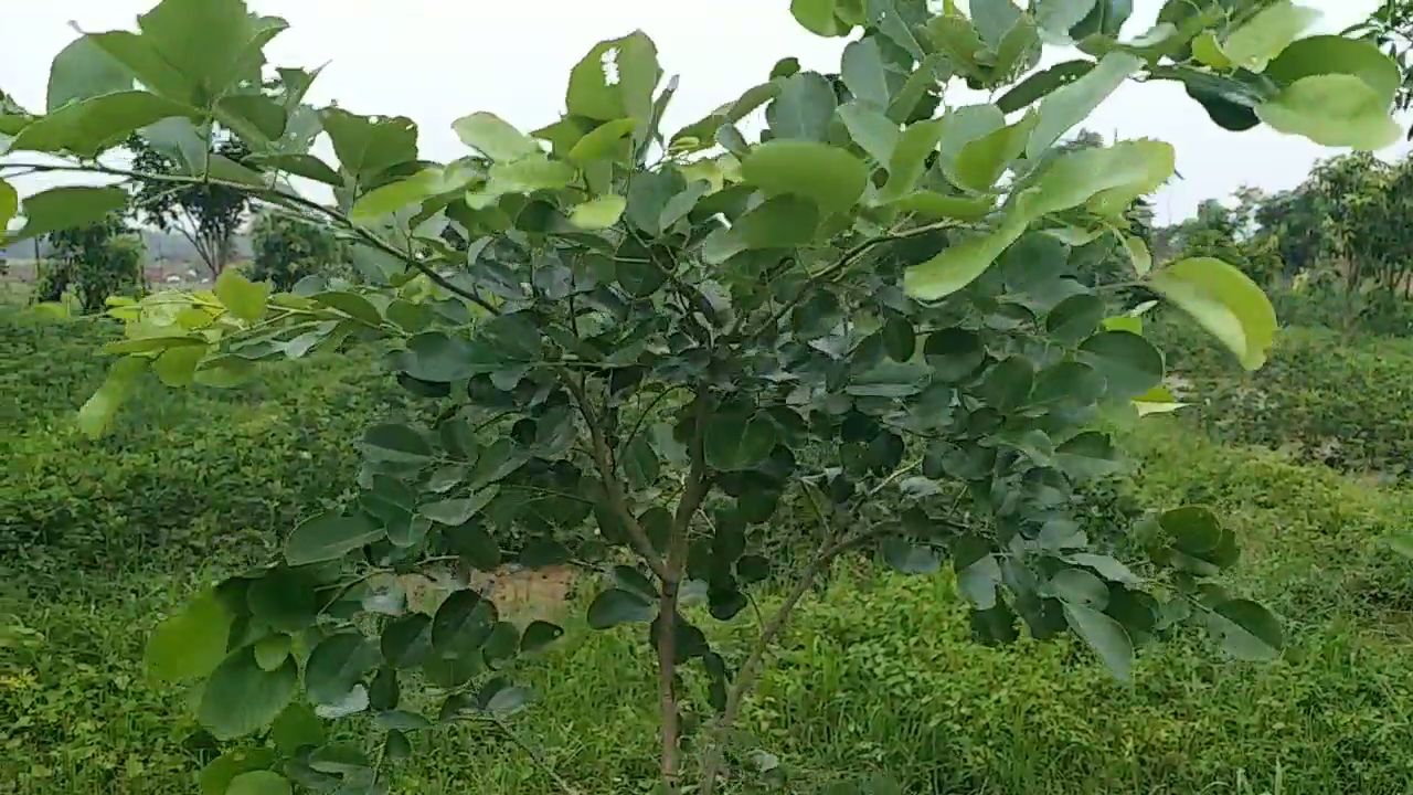 Sandalwood Plant In Patna