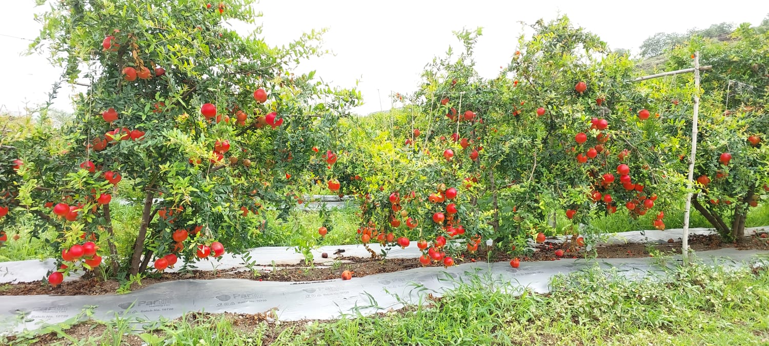 Pomegranates