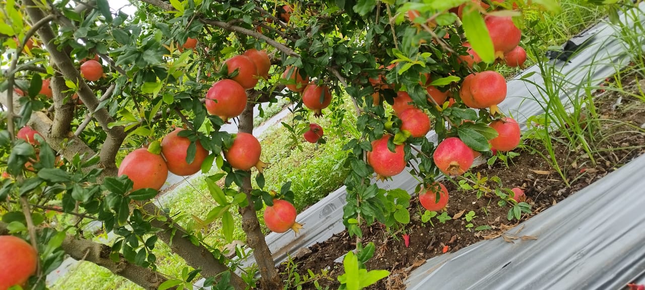 Pomegranates