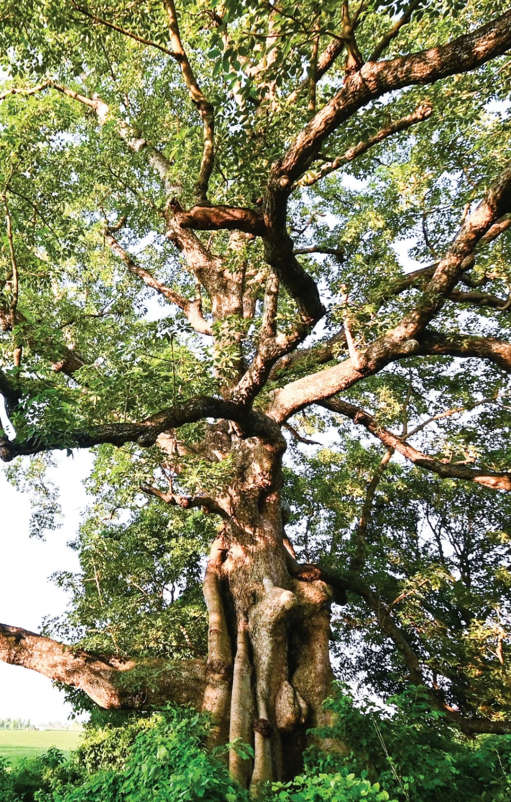 Yogi government will preserve trees more than 100 years old in Uttar Pradesh