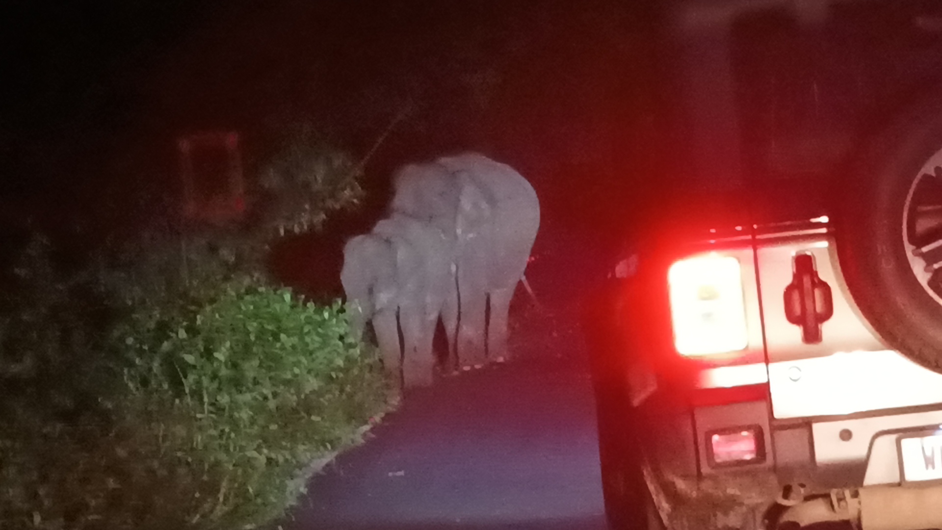 Elephants Road Blockade in Jalpaiguri