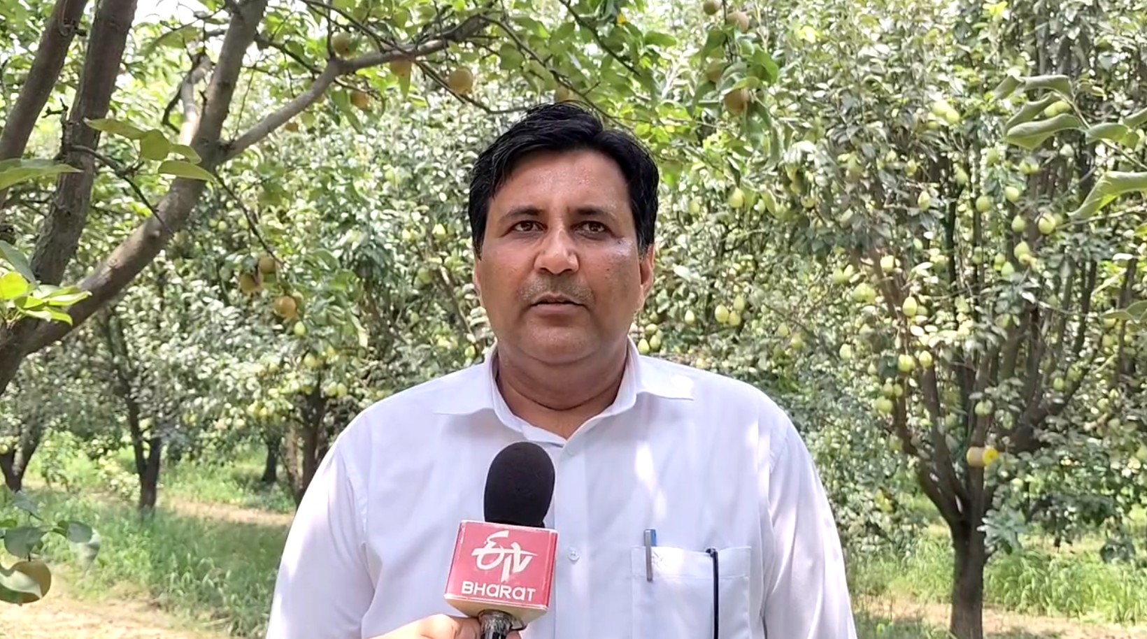 Japanese pear Nijisseiki planted in Ladwa of Kurukshetra farmers will become rich more expensive than apple and kiwi