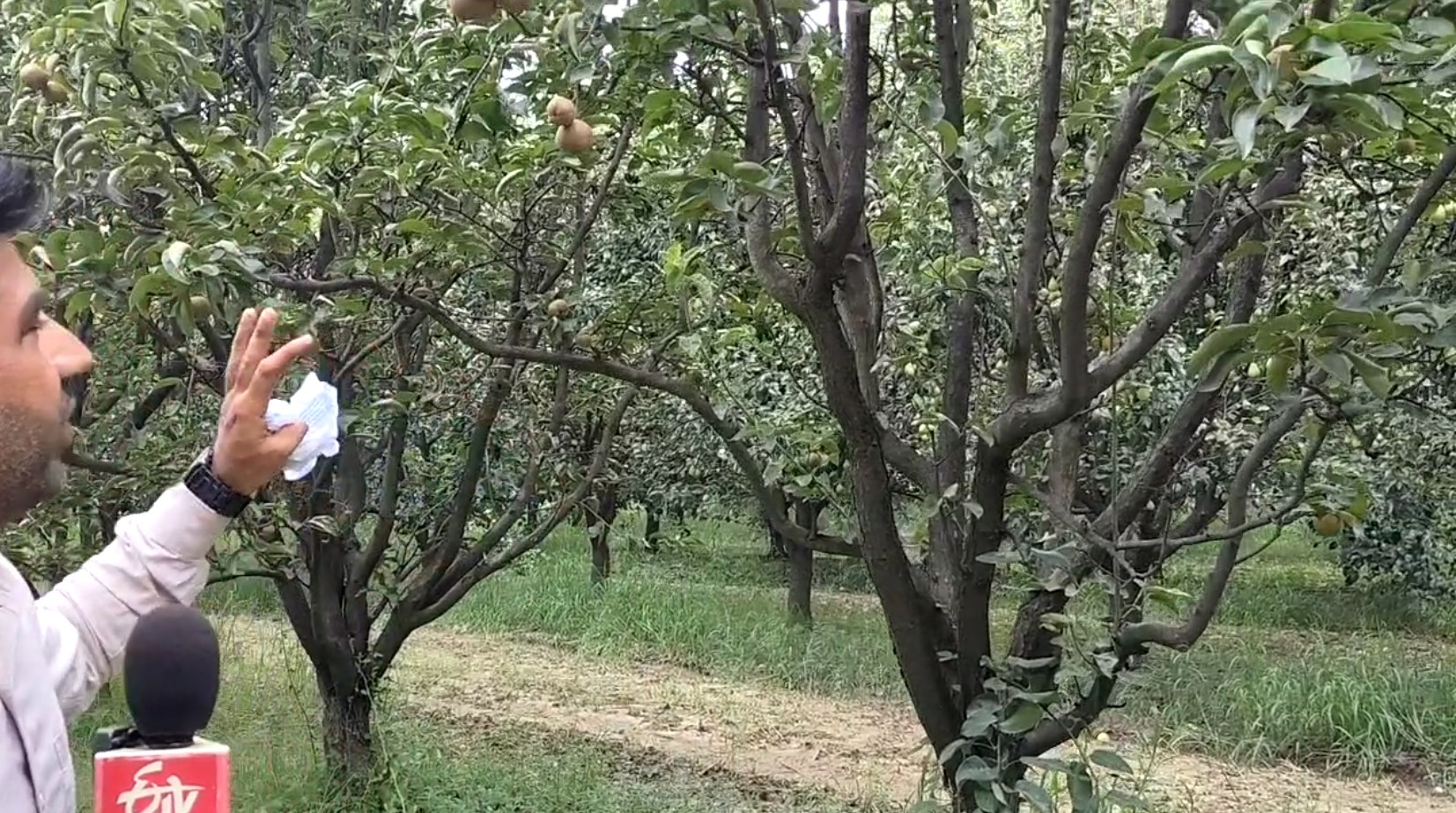Japanese pear Nijisseiki planted in Ladwa of Kurukshetra farmers will become rich more expensive than apple and kiwi