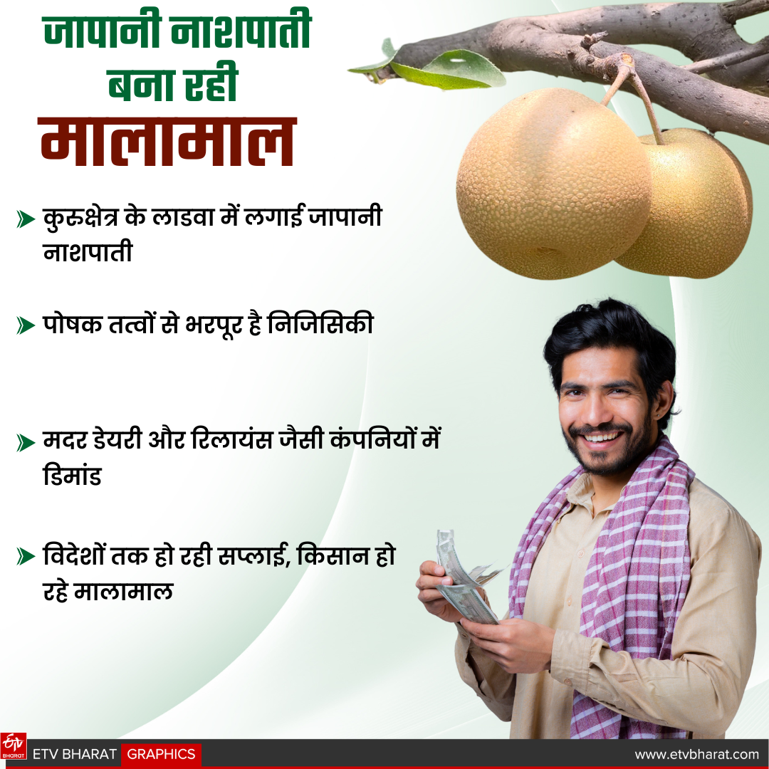 Japanese pear Nijisseiki planted in Ladwa of Kurukshetra farmers will become rich more expensive than apple and kiwi
