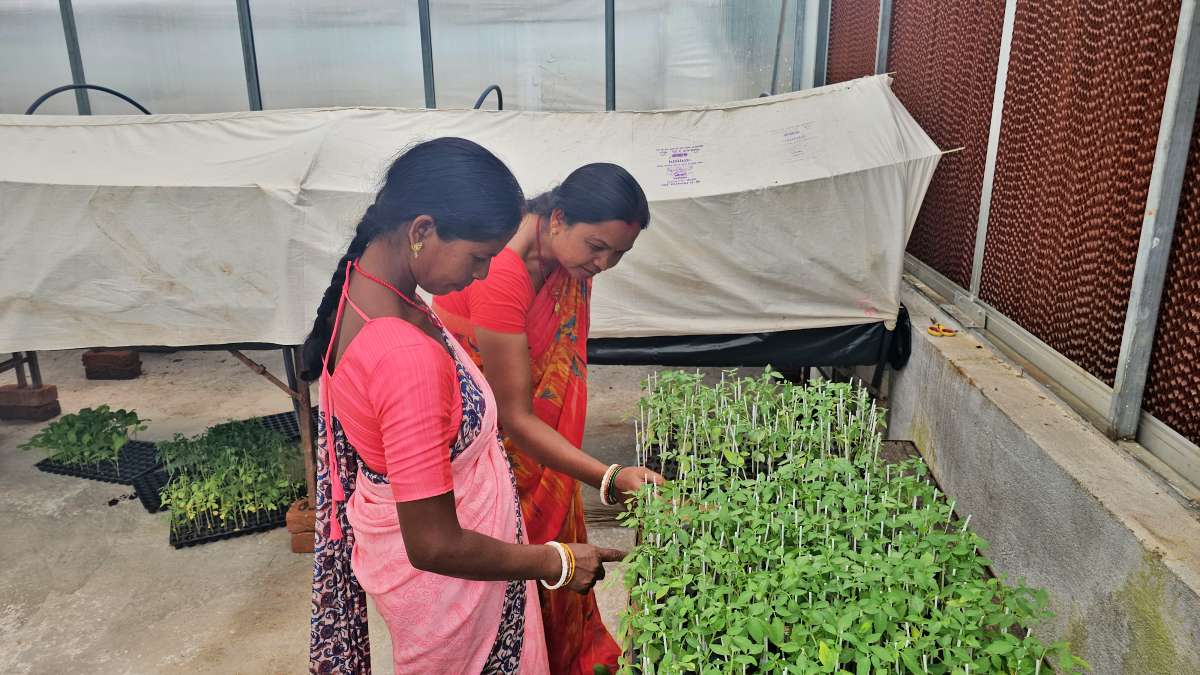 Tomato farming
