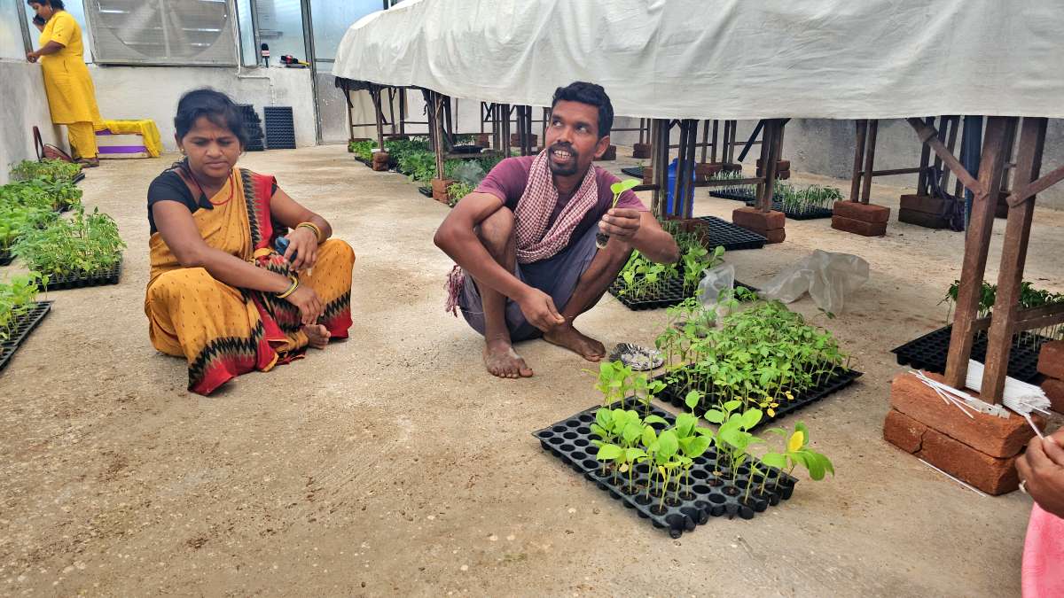 Tomato farming
