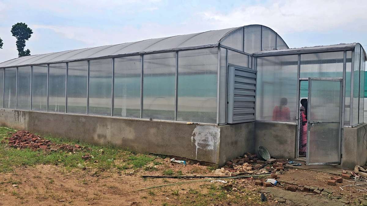 Tomato farming