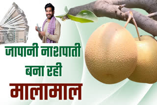 Japanese pear Nijisseiki planted in Ladwa of Kurukshetra farmers will become rich more expensive than apple and kiwi