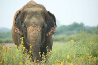 Doting 'Dai Ma' No More: World's 'Oldest Elephant' Vatsala Who Lived Over 100 Years Dead