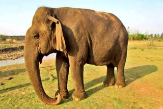 elephant vatsala