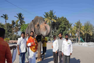 Jain Monastery In Kolhapur Opposes Sending Elephant To 'Vantara' In Gujarat