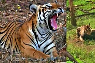 Panna tiger hunted bull