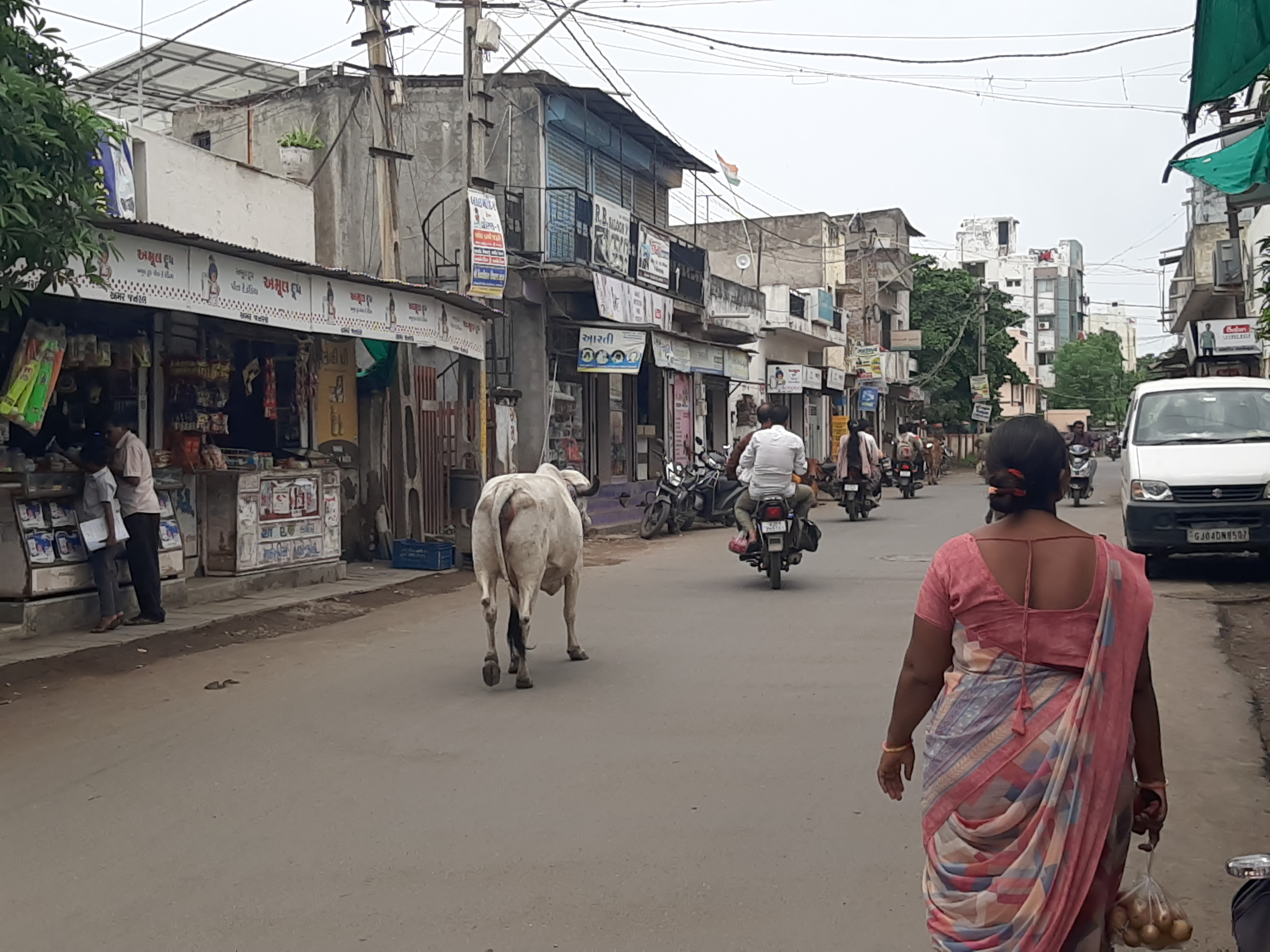 ઢોરની સમસ્યા લઈને ભાવનગર મહાનગરપાલિકાનું કડક વલણ