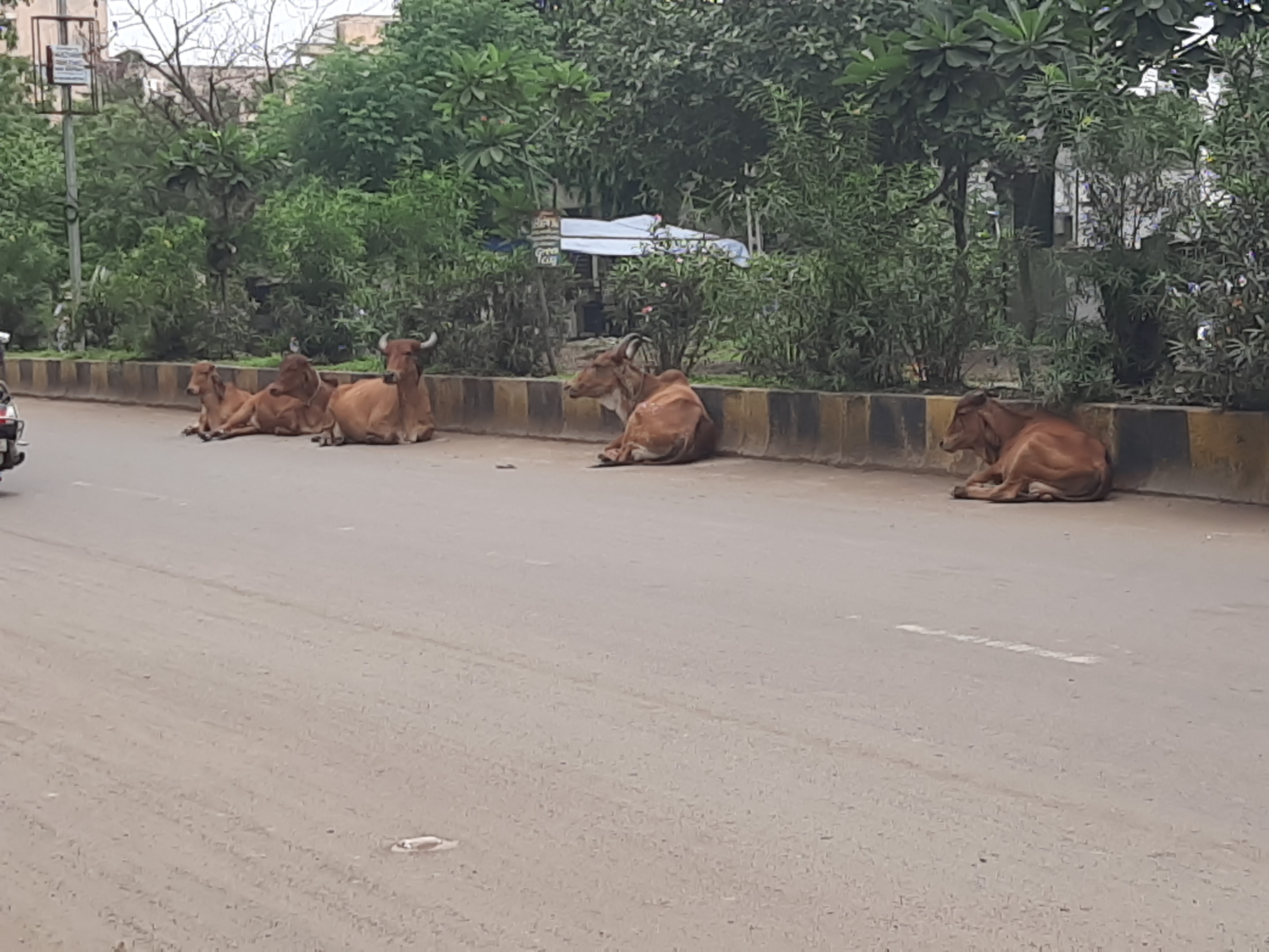 ઢોરની સમસ્યા લઈને ભાવનગર મહાનગરપાલિકાનું કડક વલણ