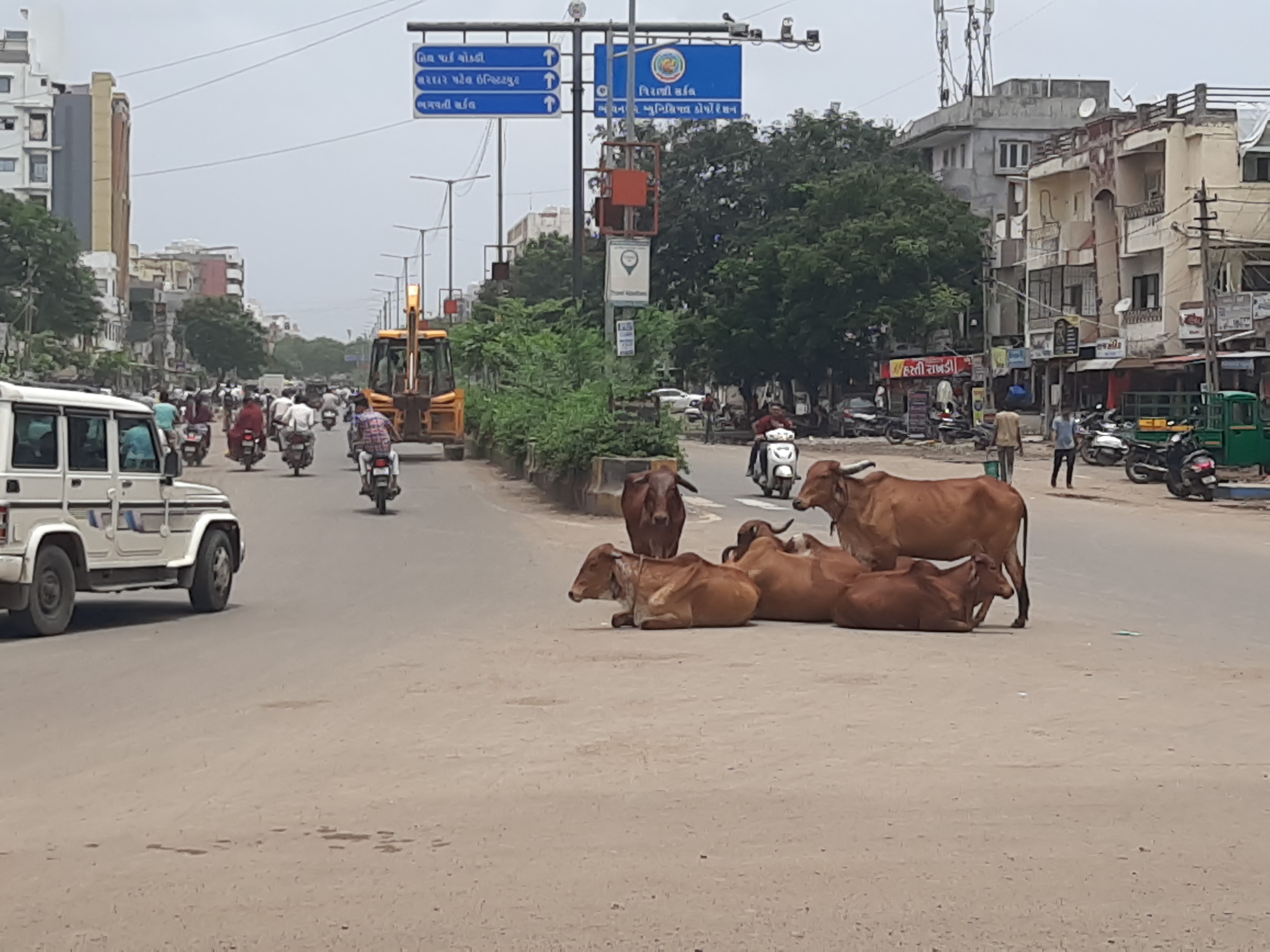ઢોરની સમસ્યા લઈને ભાવનગર મહાનગરપાલિકાનું કડક વલણ
