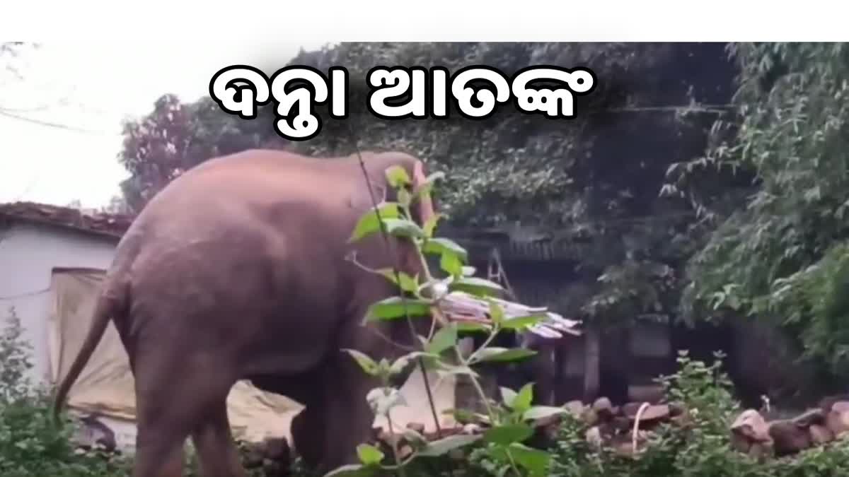 ବଣାଇ ଅଞ୍ଚଳରେ ହାତୀ ଆତଙ୍କ