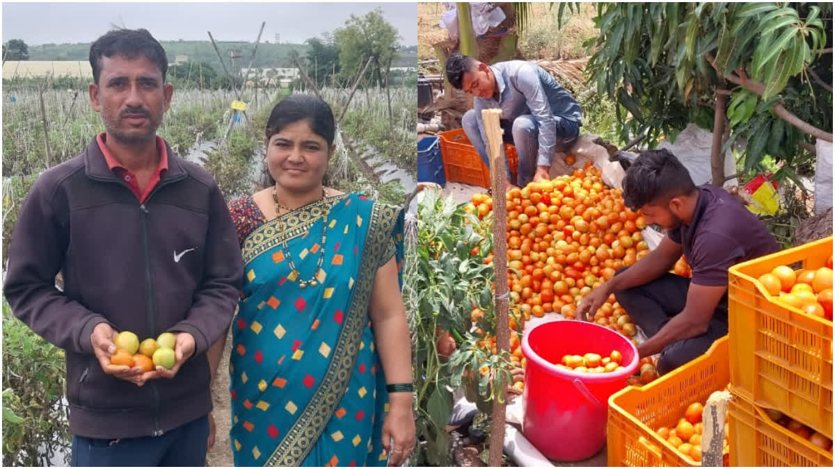 Pune Farmer Success Story  15 lakh income from one acre tomatoes  Farmer Success Story from tomatoes  Pune Tomato price  ಎಕರೆ ಟೊಮೆಟೊದಿಂದ 15 ಲಕ್ಷ ಆದಾಯ  ರೈತ ದಂಪತಿಯನ್ನು ಕೈ ಬಿಡದ ಕೆಂಪು ಸುಂದರಿ  ದೇಶಾದ್ಯಂತ ಟೊಮೆಟೊಗೆ ಉತ್ತಮ ಬೆಲೆ  ಟೊಮೆಟೊ ಬೆಳೆಯುವ ರೈತರಿಗೆ ಸಾಕಷ್ಟು ಲಾಭ  ಬೆಳೆಯನ್ನು ಬೀದಿಗೆ ಎಸೆದು ಆಕ್ರೋಶ  ಟೊಮೆಟೊಗೆ ಬಂಗಾರದ ಬೆಲೆ  ಟೊಮೆಟೊ ಬೆಳೆಯಿಂದ ಹಲವು ರೈತರು ಲಕ್ಷಾಧಿಪತಿ  ಟೊಮೆಟೊ ಬೆಲೆ ದಿಢೀರ್ ಏರಿಕೆ  1500 ಬಾಕ್ಸ್​ನಿಂದ 15 ಲಕ್ಷ ಆದಾಯ  ಪತ್ನಿ ನೀಡಿದ ಬೆಂಬಲ ಅತ್ಯಮೂಲ್ಯ