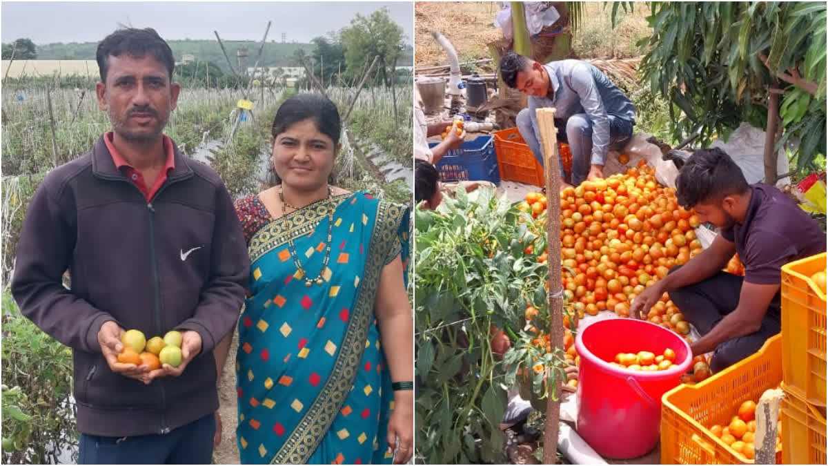 Farmer Success Story  Pune Farmer Success Story  Farmer Success  Farmer Success Story 15 lakh income from tomatoes  Farmer Success Story income from one acre tomatoes  income from one acre tomatoes  Farmer Success Story from tomatoes  Pune Tomato  tomatoes  തക്കാളി  തക്കാളി കർഷകരുടെ വിജയഗാഥ  തക്കാളി കോടീശ്വരൻ  തക്കാളി വില  തക്കാളി വരുമാനം