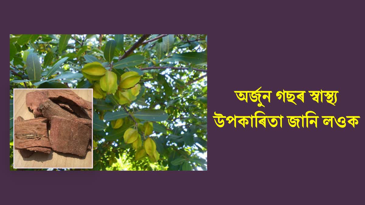 10 health Benefits of Arjuna Tree