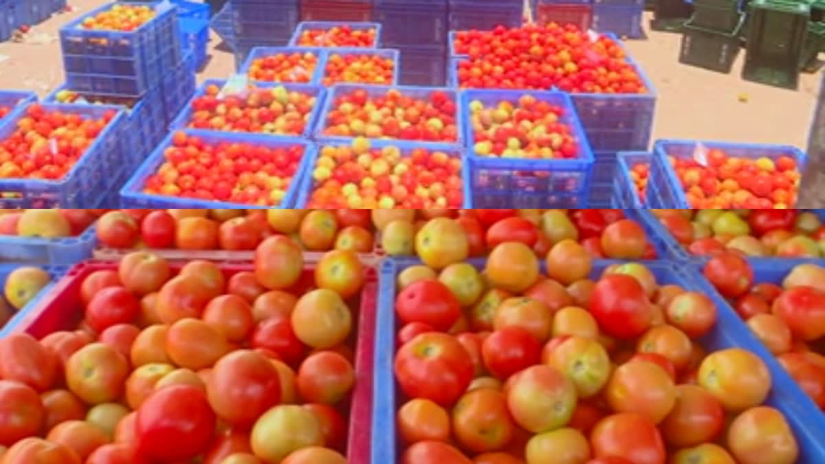 tomato prices fall