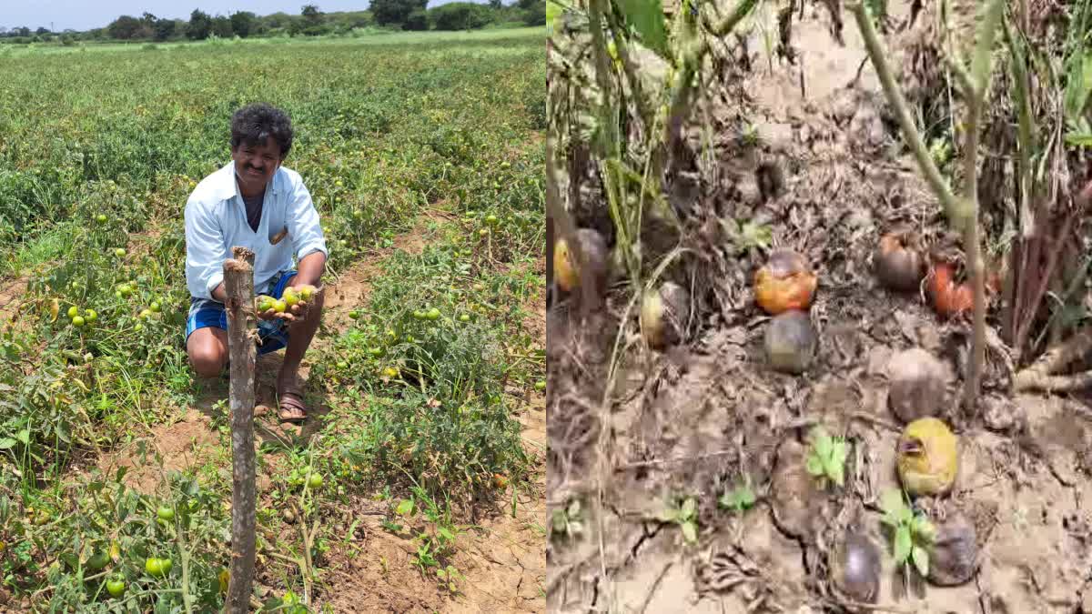 tomato-crop-destroyed-due-to-rain-in-haveri