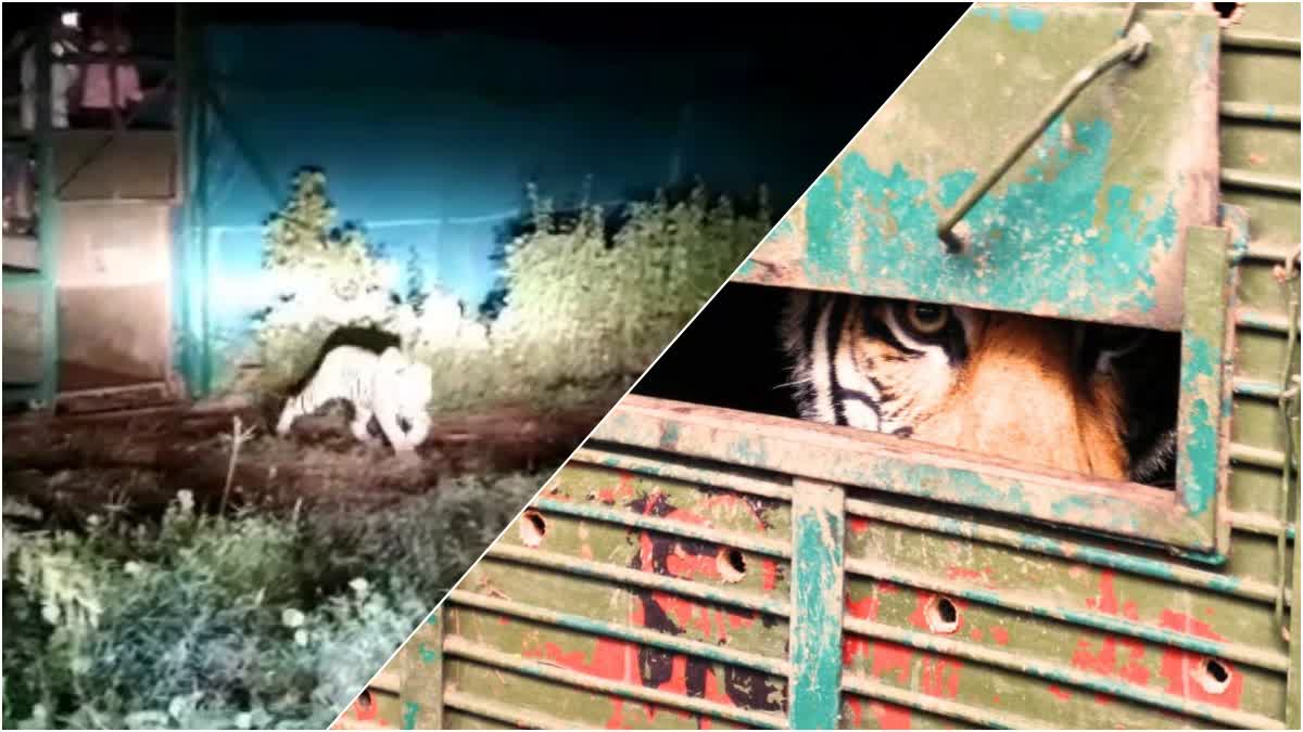 Mukundara gets another tigress