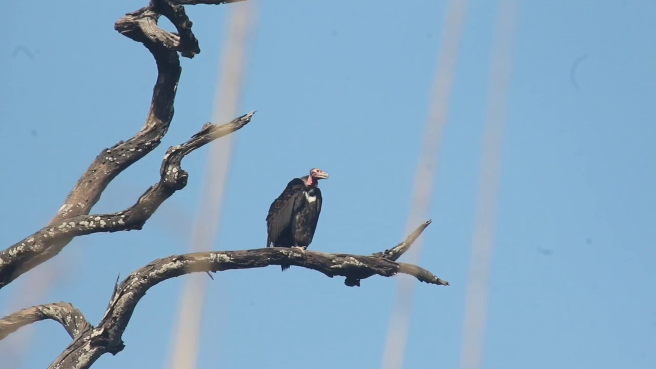 Vulture And Eagles Counting in Corbett