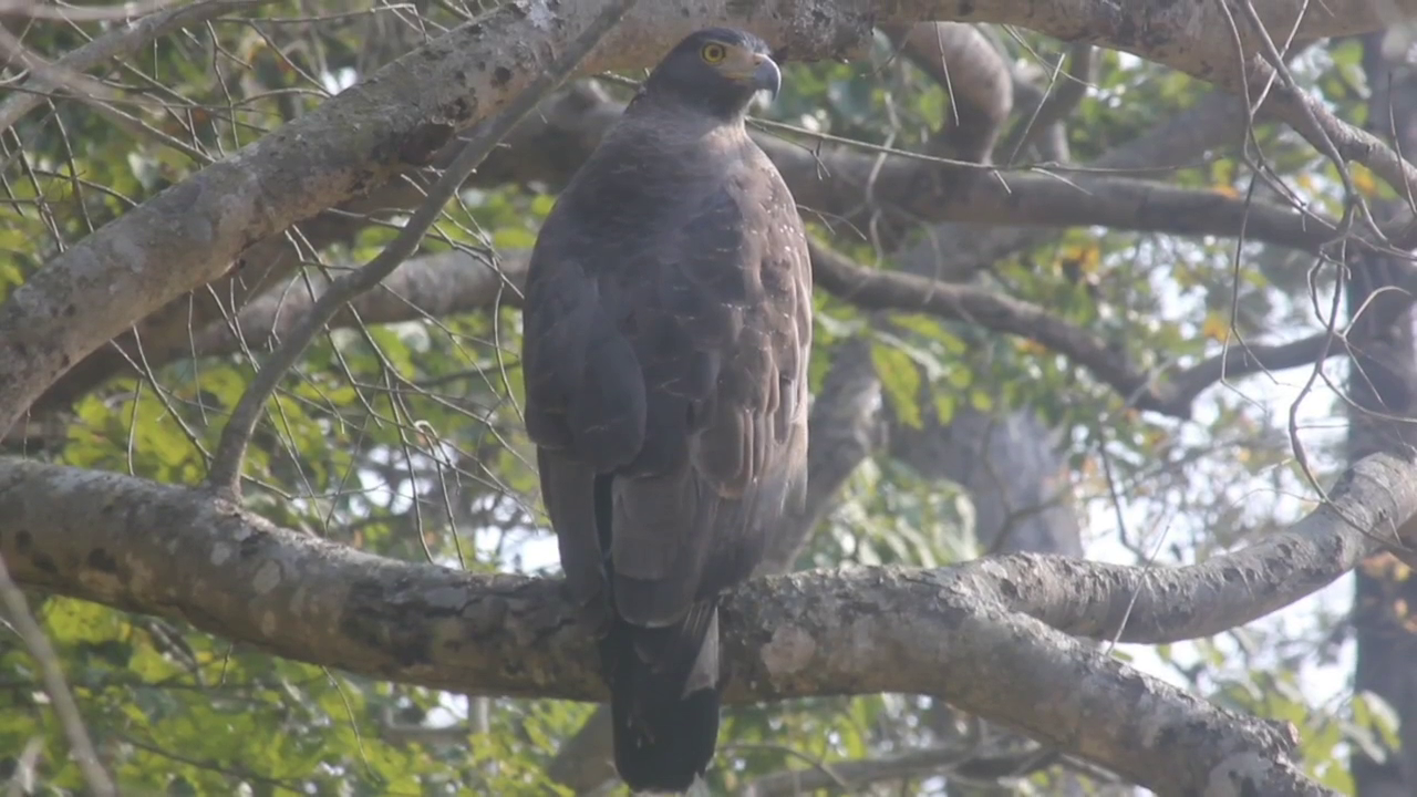 Vulture And Eagles Counting in Corbett