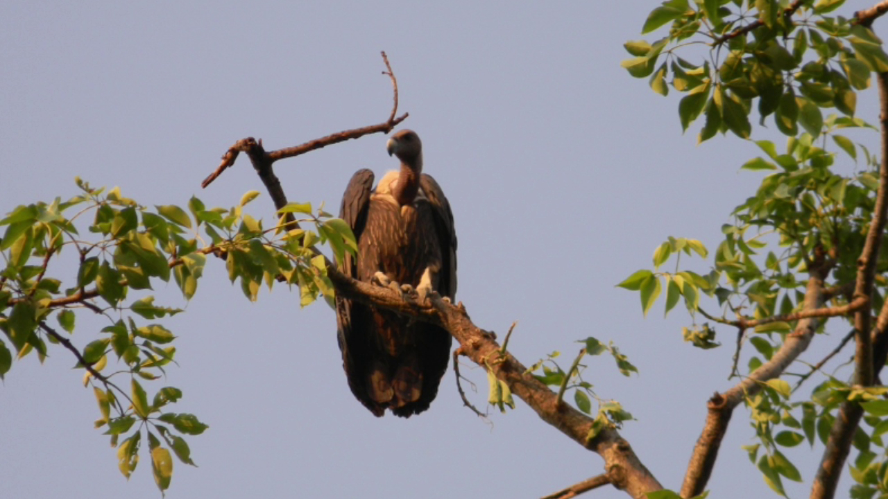 Vulture And Eagles Counting in Corbett