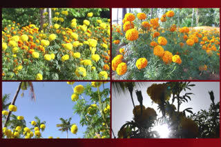 This Onam, Thiruvananthapuram may not have to depend on Tamil Nadu or Karnataka flowers to make 'pookalams' or flower rangolis. Thanks to the initiative of Kattakada MLA IB Satheesh, about 60 acres of barren land in his constituency is now under marigold cultivation.