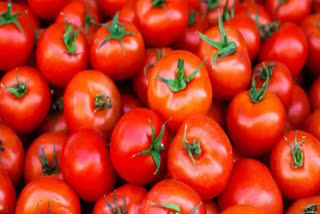 Today Tomato prices