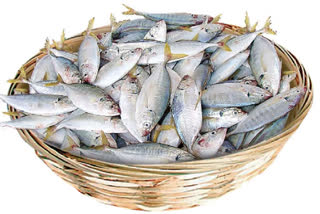 Terrace Fish farming