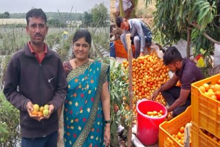 Tomato Farmer Millionaire