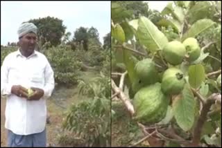 Farmer couple found success in growing guava fruit