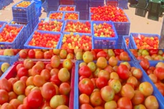 tomato prices fall