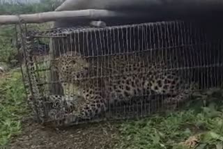 Leopard Got Stuck In Chicken Coop