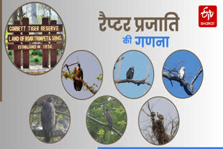 Vulture And Eagles Counting in Corbett