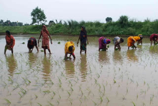 Paddy planting in Palamu is far behind the target